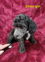Silver girl, a female Poodle - Miniature  for sale in Houstonia, MO – Photo 5 of 10
