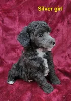 Silver girl, a female Poodle - Miniature  for sale in Houstonia, MO – Photo 8 of 10