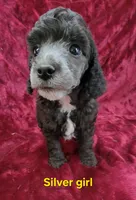 Silver girl, a female Poodle - Miniature  for sale in Houstonia, MO – Photo 2 of 10