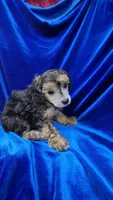 AKC Phantom Boy, a male Poodle - Miniature  for sale in Houstonia, MO – 4 of 9