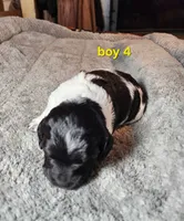 AKC & UKC boy 4, a male French Brittany for sale in Houstonia, MO – 2 of 9