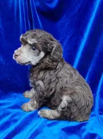 AKC Phantom boy, a male Poodle - Miniature  for sale in Houstonia, MO – 4 of 10