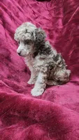 AKC Chocolate Merle boy, a male Poodle - Miniature  for sale in Houstonia, MO – 3 of 6