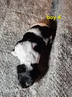 AKC & UKC boy 4, a male French Brittany for sale in Houstonia, MO – 6 of 9