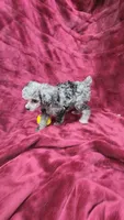 AKC Tiny blue merle girl, a female Poodle - Toy  for sale in Houstonia, MO – 7 of 7