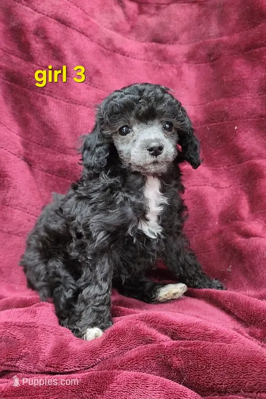 AKC Silver girl 3 – Poodle - Toy  puppy for sale in Houstonia, MO
