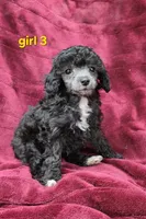 AKC Silver girl 3, a female Poodle - Toy  for sale in Houstonia, MO – 1 of 10