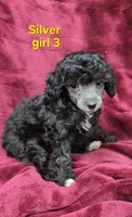 AKC Silver girl 3, a female Poodle - Toy  for sale in Houstonia, MO – 9 of 10