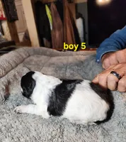 AKC & UKC boy 5, a male French Brittany for sale in Houstonia, MO – 5 of 8