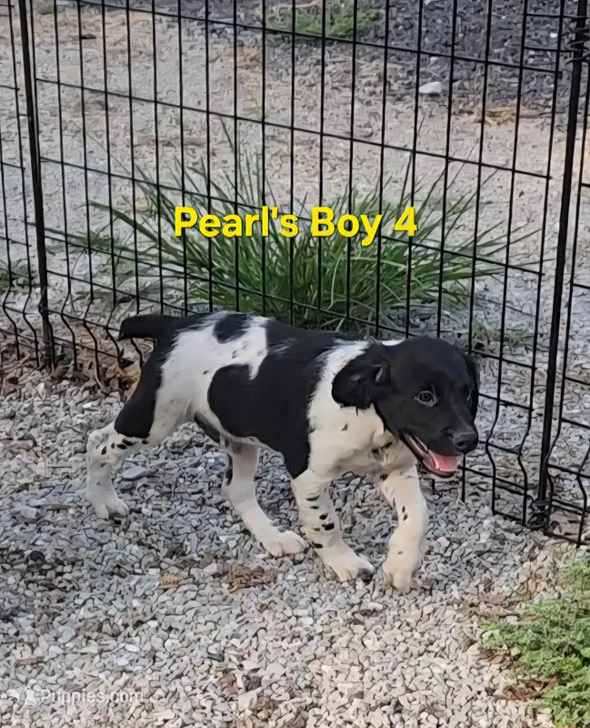 AKC/UKC French Brittany boy 4 – French Brittany puppy for sale in Houstonia, MO