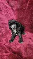 AKC Silver girl 2, a female Poodle - Toy  for sale in Houstonia, MO – 7 of 8