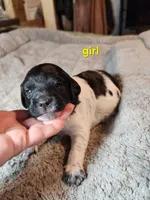 AKC & UKC girl, a female French Brittany for sale in Houstonia, MO – 4 of 7