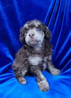 AKC Phantom boy, a male Poodle - Miniature  for sale in Houstonia, MO – 6 of 10