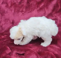 AKC Tiny Apricot Parti Girl, a female Poodle - Toy  for sale in Houstonia, MO – 3 of 10