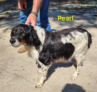 AKC French Brittany boy 4, a male French Brittany for sale in Houstonia, MO – 7 of 8