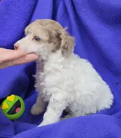 AKC Merle Parti Girl, a female Poodle - Miniature  for sale in Houstonia, MO – 5 of 8