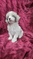 AKC merle parti, blue eyes, a male Poodle - Toy  for sale in Houstonia, MO – 4 of 10