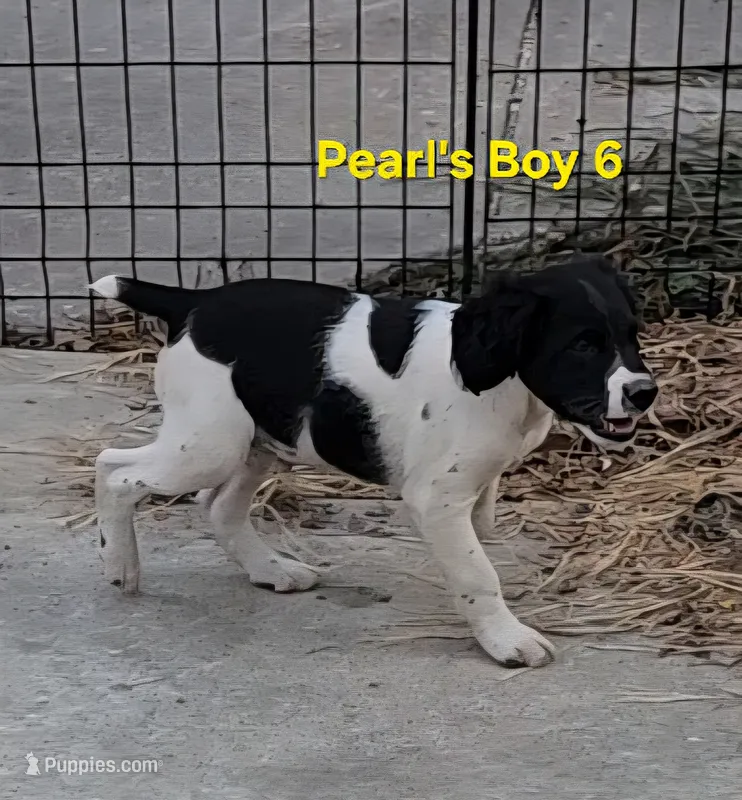 AKC/UKC French Brittany boy 6 – French Brittany puppy for sale in Houstonia, MO