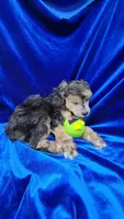 AKC Phantom Boy, a male Poodle - Miniature  for sale in Houstonia, MO – 6 of 9