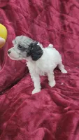 AKC blue merle parti girl, a female Poodle - Toy  for sale in Houstonia, MO – 5 of 8