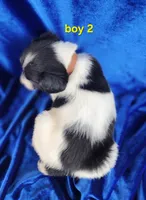 AKC Frech Brittany Boy 2, a male French Brittany for sale in Houstonia, MO – 3 of 8