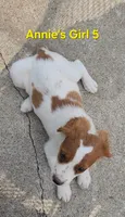 AKC/UKC Annie's girl 5, a female French Brittany for sale in Houstonia, MO – 4 of 7
