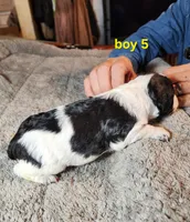 AKC & UKC boy 5, a male French Brittany for sale in Houstonia, MO – 7 of 8