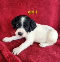 AKC French Brittany girl 1, a female French Brittany for sale in Houstonia, MO – 3 of 9