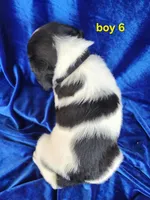 AKC French Brittany boy 6, a male French Brittany for sale in Houstonia, MO – 2 of 8