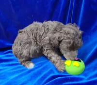 AKC Silver Beige Boy, a male Poodle - Miniature  for sale in Houstonia, MO – 6 of 10