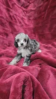 AKC Tiny blue merle girl, a female Poodle - Toy  for sale in Houstonia, MO – 4 of 7