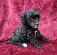 AKC black abstract girl, a female Poodle - Miniature  for sale in Houstonia, MO – 4 of 10
