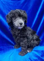 AKC Tiny Silver Boy, a male Poodle - Toy  for sale in Houstonia, MO – 7 of 9