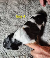 AKC & UKC boy 4, a male French Brittany for sale in Houstonia, MO – 7 of 9
