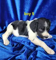 AKC French Brittany boy 5, a male French Brittany for sale in Houstonia, MO – 2 of 8