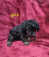 AKC phantom girl 5, a female Poodle - Toy  for sale in Houstonia, MO – 4 of 9