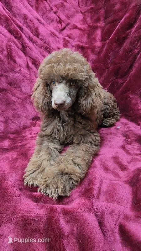 Chocolate girl – Poodle - Miniature  puppy for sale in Houstonia, MO