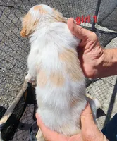AKC/UKC Annie's girl 1, a female French Brittany for sale in Houstonia, MO – 1 of 4