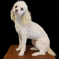 AKC Merle Parti Girl, a female Poodle - Miniature  for sale in Houstonia, MO – 7 of 8