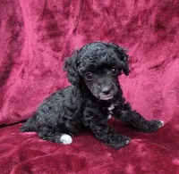 AKC black abstract girl, a female Poodle - Miniature  for sale in Houstonia, MO – 7 of 10