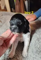 AKC & UKC boy 3, a male French Brittany for sale in Houstonia, MO – 5 of 5