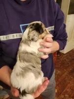 Cavapoo girl 1, a female Cavapoo for sale in Houstonia, MO – Photo 4 of 9