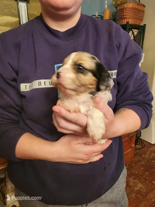 Cavapoo girl 1 – Cavapoo puppy for sale in Houstonia, MO