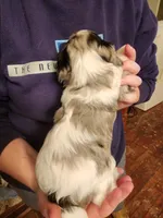 Cavapoo girl 1, a female Cavapoo for sale in Houstonia, MO – Photo 3 of 9