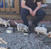 Cavapoo girl 1, a female Cavapoo for sale in Houstonia, MO – Photo 6 of 9