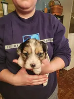 Cavapoo girl 1, a female Cavapoo for sale in Houstonia, MO – Photo 2 of 9