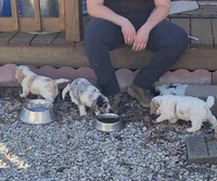 Cavapoo girl 1, a female Cavapoo for sale in Houstonia, MO – Photo 5 of 9