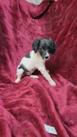 Annie's Girl 4, a female French Brittany for sale in Houstonia, MO – 9 of 9