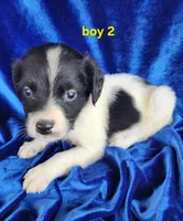 AKC Frech Brittany Boy 2, a male French Brittany for sale in Houstonia, MO – 2 of 8