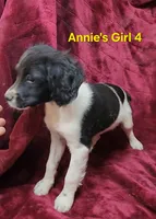 Annie's Girl 4, a female French Brittany for sale in Houstonia, MO – 4 of 9